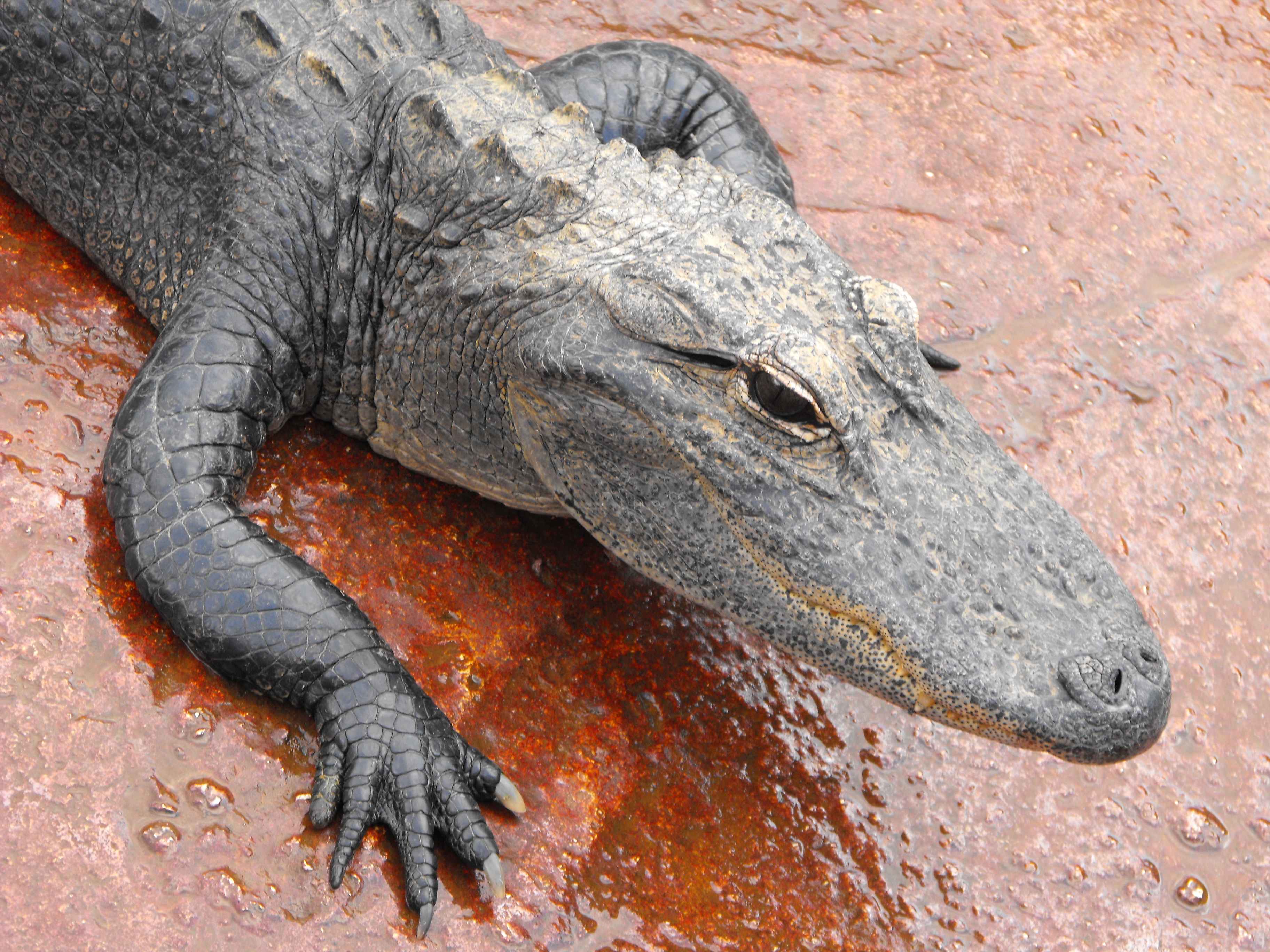 ./2012/Christmas/Aligator Farm/DSCF4294.JPG